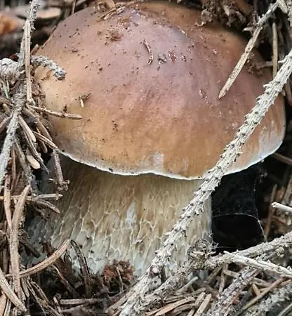 Pod Trojmorskim Wierchem シャレー ミエンジレシエ