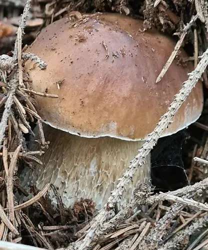 Pod Trojmorskim Wierchem 샬레 미에드지레시